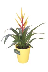 guzmania v14 egarden.store 2 guzmania online