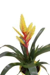 guzmania v14 egarden.store 3 guzmania online