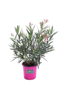 oleandro petite salmon v17 egarden.store online