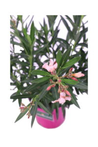 Oleandro - Nerium Oleander Petite Salmon