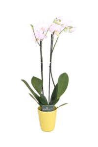 orchidea bianca online