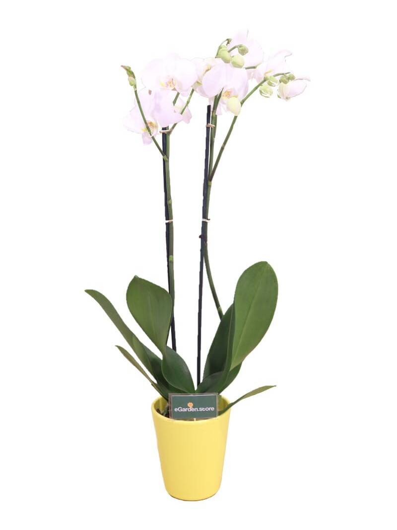 orchidea bianca online