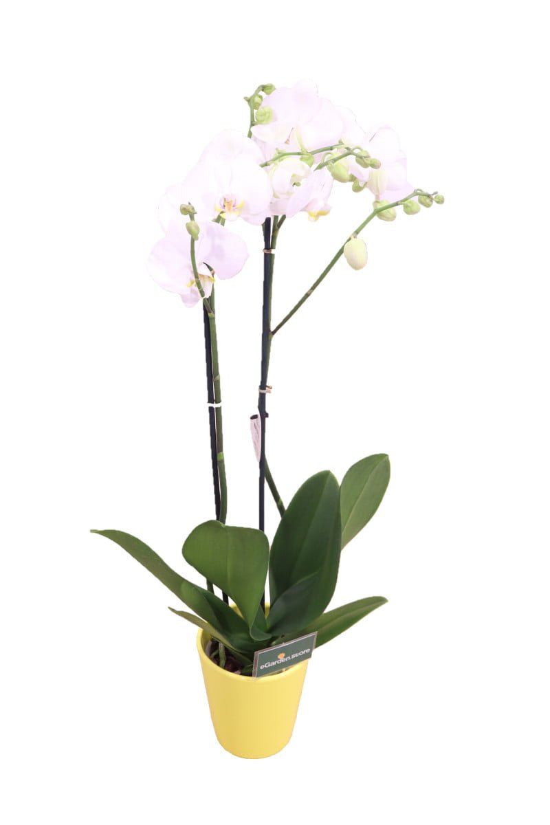 Orchidea Bianca Deco - Phalaenopsis