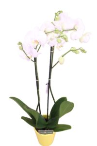 Orchidea Bianca Deco - Phalaenopsis