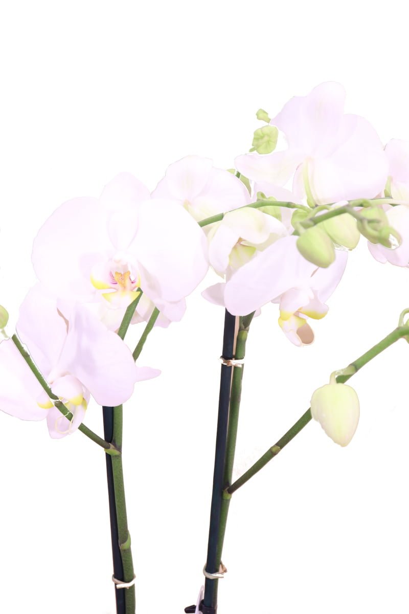 orchidea bianca online