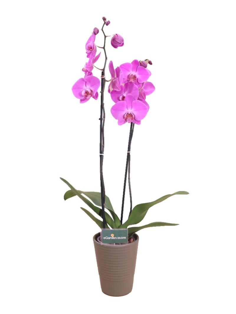 orchidea fucsia online