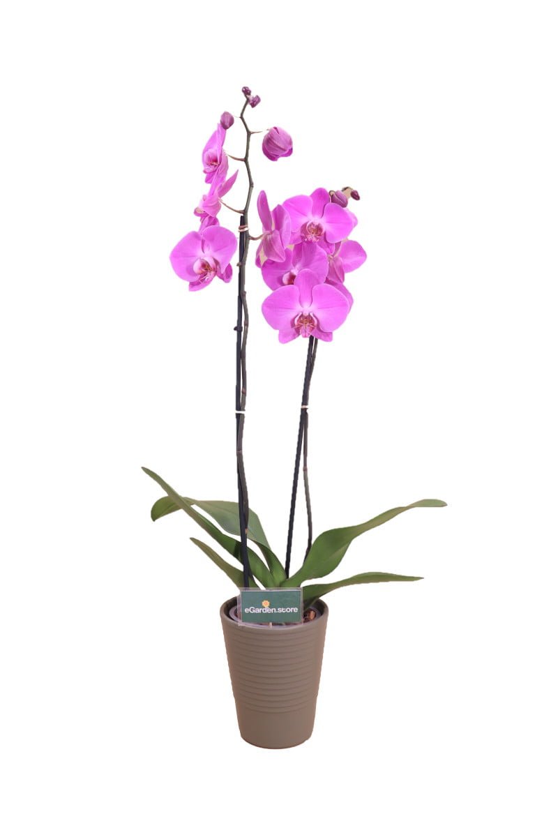 orchidea fucsia online