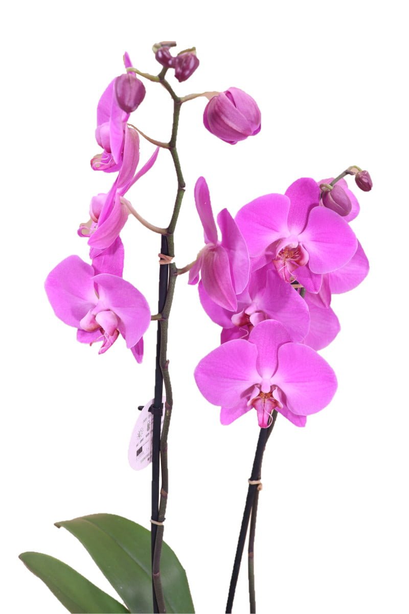 Orchidea Fucsia Deco - Phalaenopsis