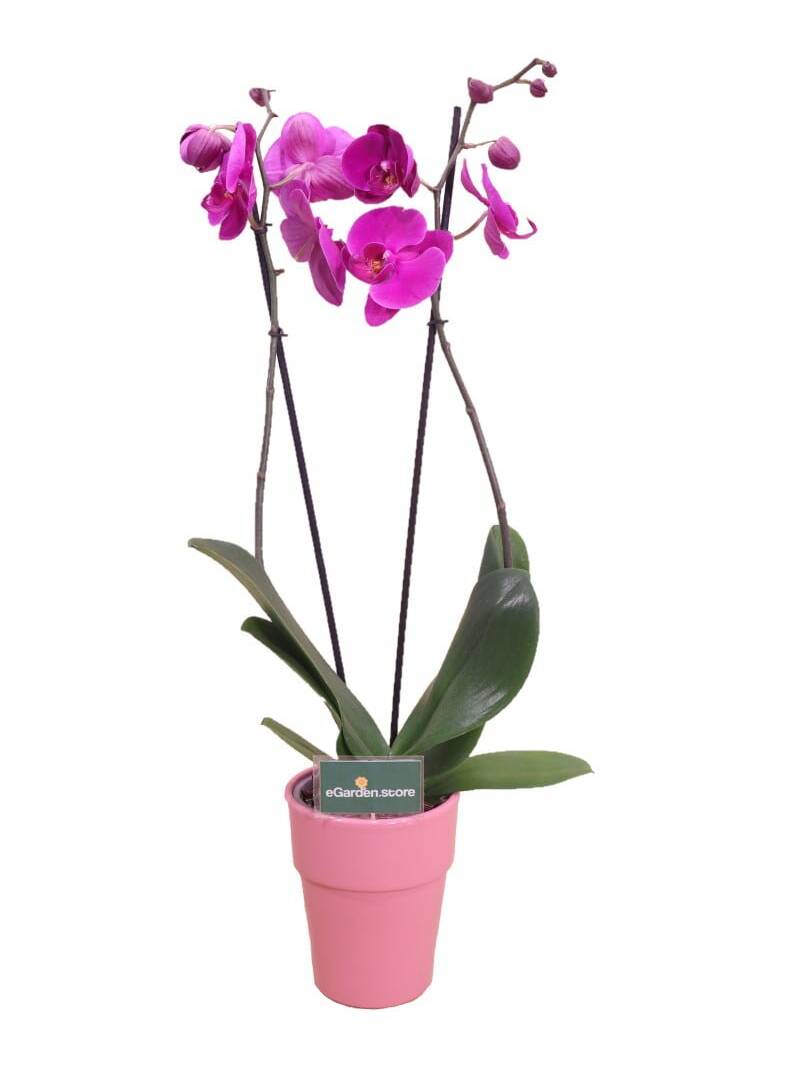 orchidea viola online