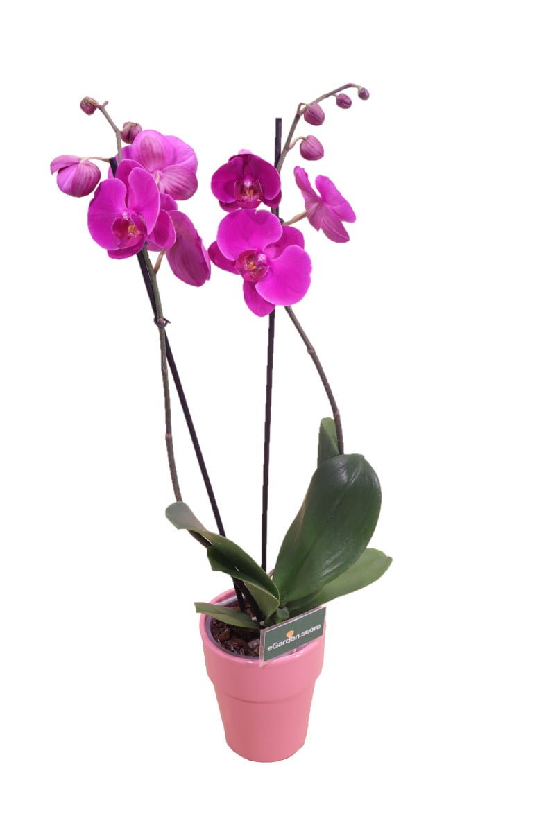 orchidea viola online
