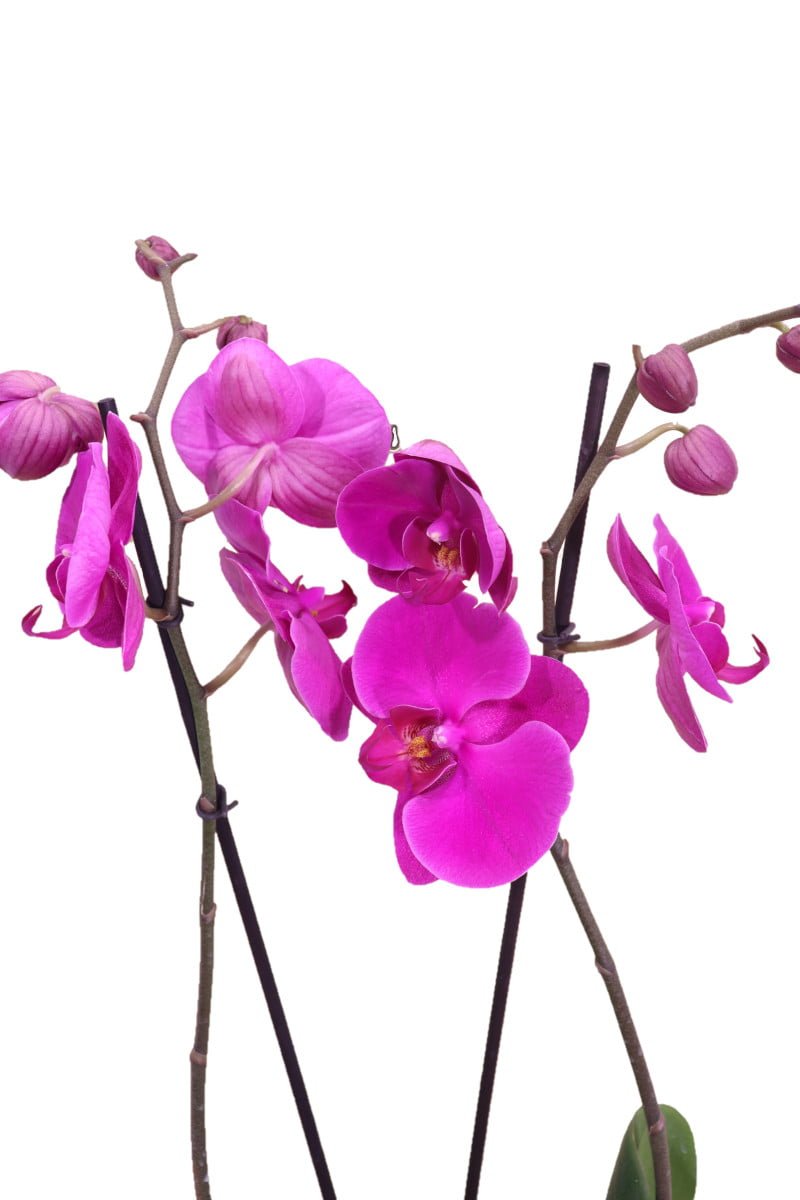 orchidea viola v12 egarden.store online