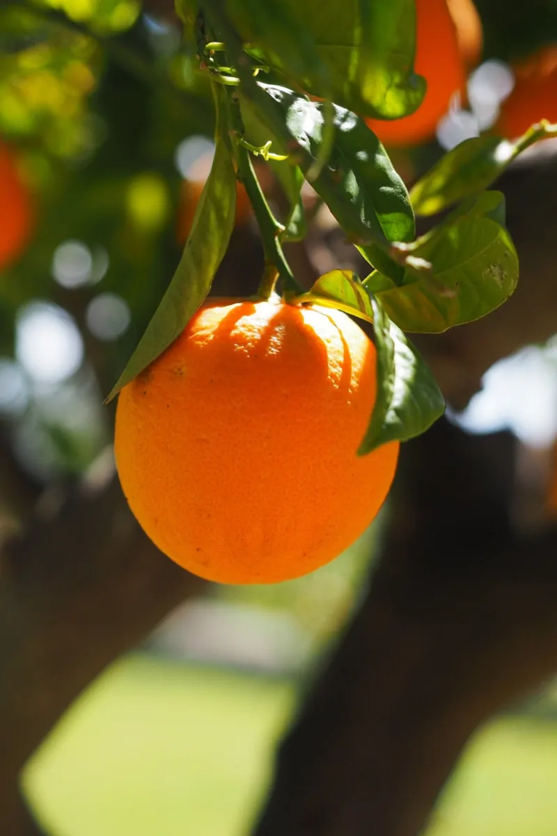pianta-Arancio-Vaniglia egarden.strore online