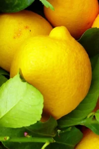 pianta-Limone-Dolce garden.store pianta-Limone-Dolce garden.store online