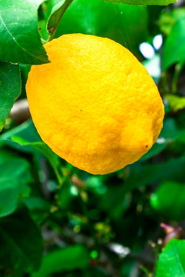 Limone Sfusato Amalfitano - Cirtrus Amalphitanus - eGarden