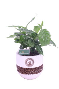 pianta caffè online