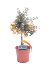pyracantha arancione alberello online