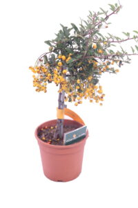 pyracantha arancione alberello online