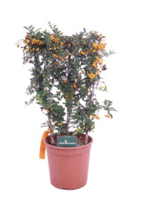 pyracantha arancione spalliera online