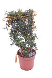 Pyracantha - Bacche Arancioni Spalliera