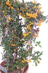 Pyracantha - Bacche Arancioni Spalliera