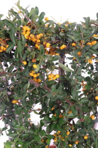 Pyracantha - Bacche Arancioni Spalliera