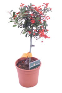 pyracantha rossa alberello online
