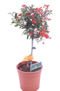 pyracantha rossa alberello online