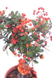 pyracantha rossa alberello online