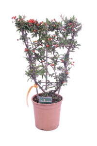 pyracantha rossa spalliera online