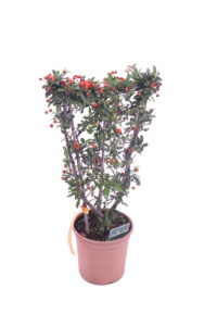 Pyracantha - Bacche Rosse Spalliera