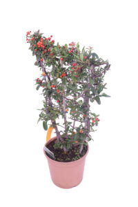 Pyracantha - Bacche Rosse Spalliera