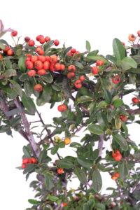Pyracantha - Bacche Rosse Spalliera