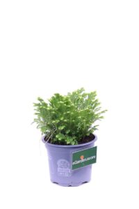 selaginella Martensii Jori v9 egarden.store online