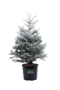 Abete Argentato - Picea Pungens Blue Diamond