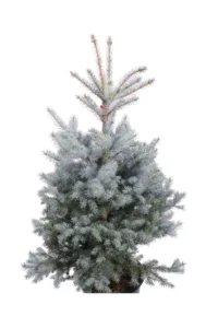 Abete Argentato - Picea Pungens Blu Diamond v30 egarden.store online