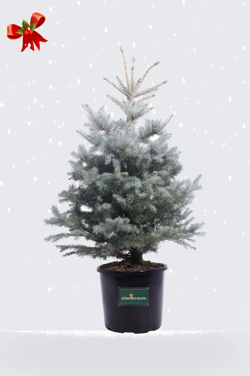 Abete Argentato - Picea Pungens Blue Diamond Natale v30 egarden.store online