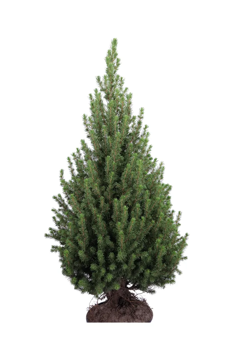 Abete del Canada - Picea Glauca v21 egarden.store online