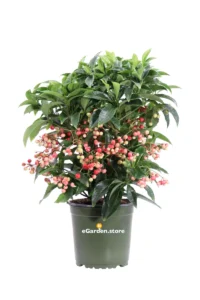 Ardisia Crenata Bospremium Red v15 egarden.store online