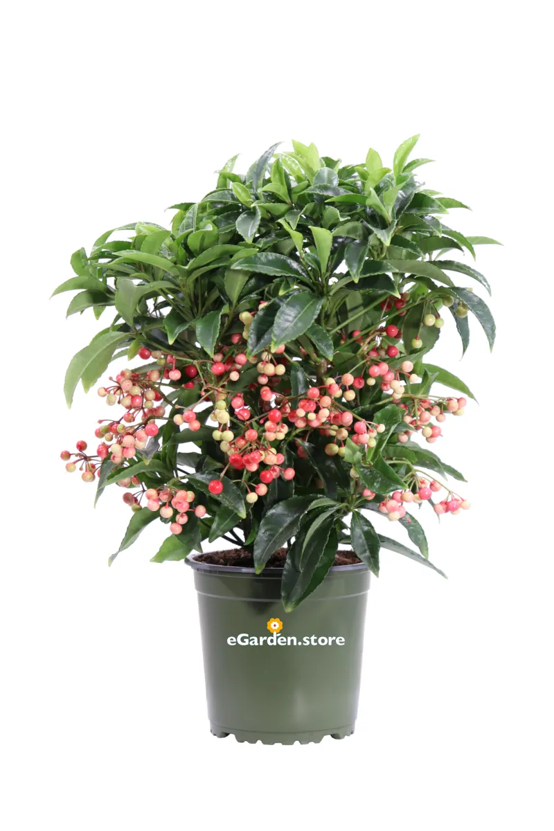 Ardisia Crenata Bospremium Red v15 egarden.store online