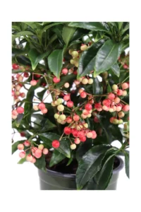 Ardisia Crenata Bospremium Red v15 egarden.store online