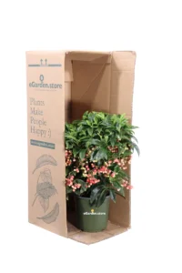 Ardisia Crenata Bospremium Red v15 egarden.store online