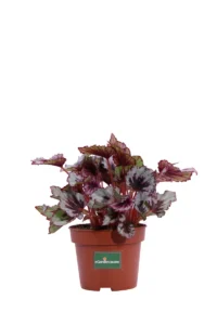 Begonia Beleaf Evening Glow v12 egarden.store online