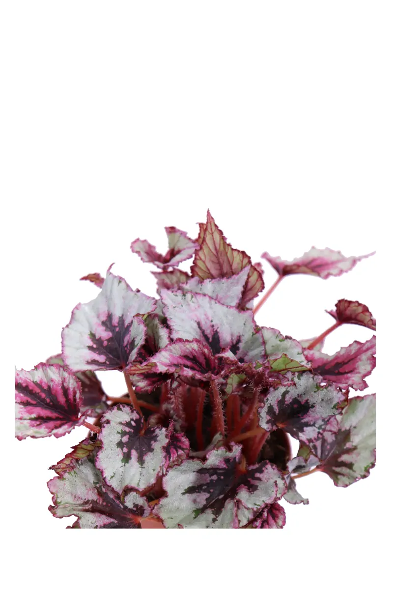 Begonia Beleaf Evening Glow v12 egarden.store online