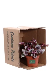 Begonia Beleaf Evening Glow