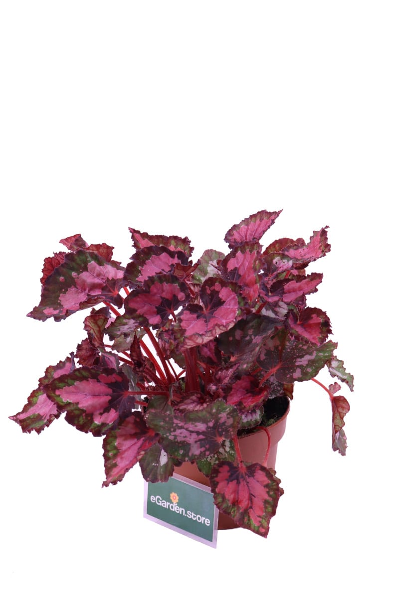 Begonia Beleaf Evening Glow v12 egarden.store online
