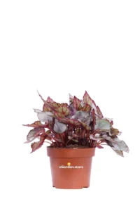 Begonia Beleaf Mahori Haze v12 egarden.store online