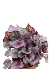 Begonia Beleaf Mahori Haze v12 egarden.store online