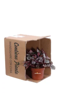 Begonia Beleaf Mahori Haze v12 egarden.store online