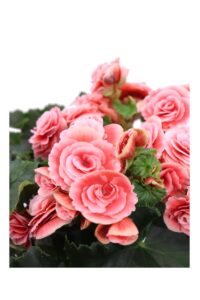 Begonia Elatior Rosa v12 egarden.store 4 Begonia Elatior Rosa v12 egarden.store online
