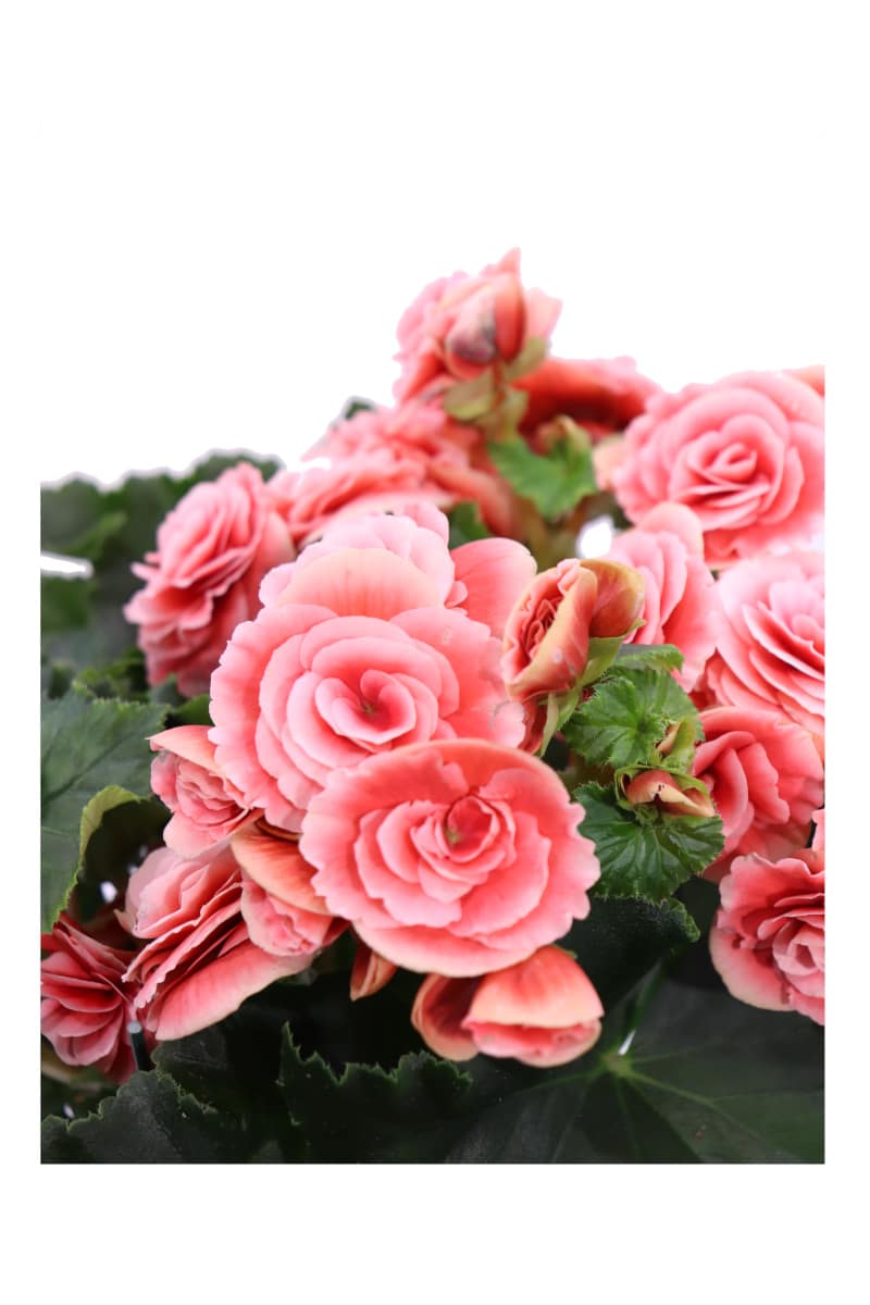 Begonia Elatior Rosa v12 egarden.store online